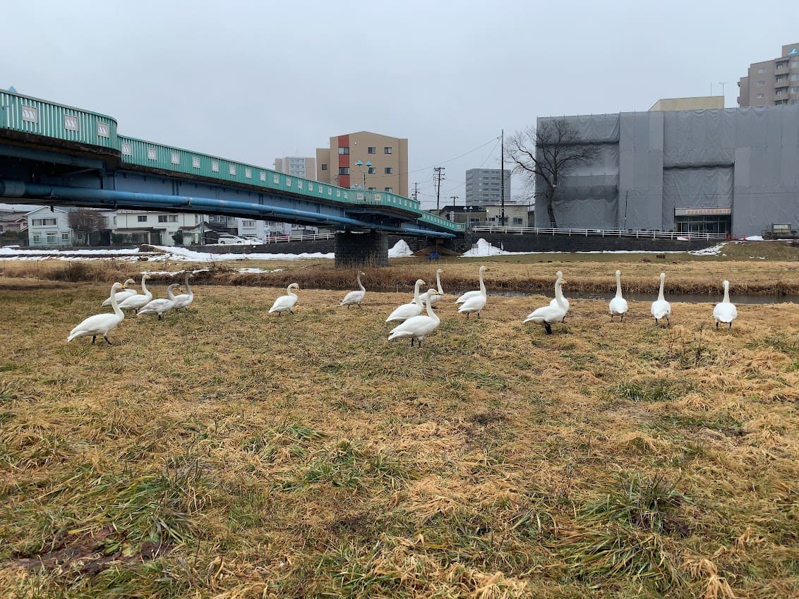 富士見橋付近で白鳥の群れ