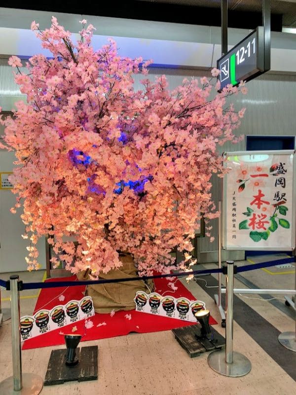 盛岡駅一本桜2019