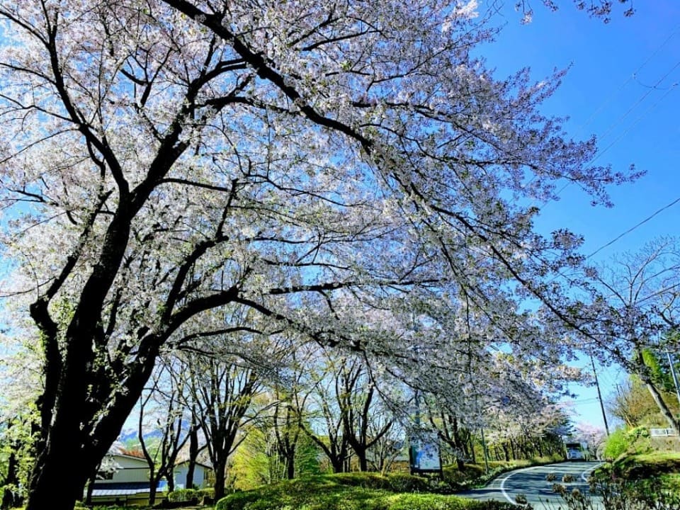 盛岡手づくり村前バス停近くの並木道