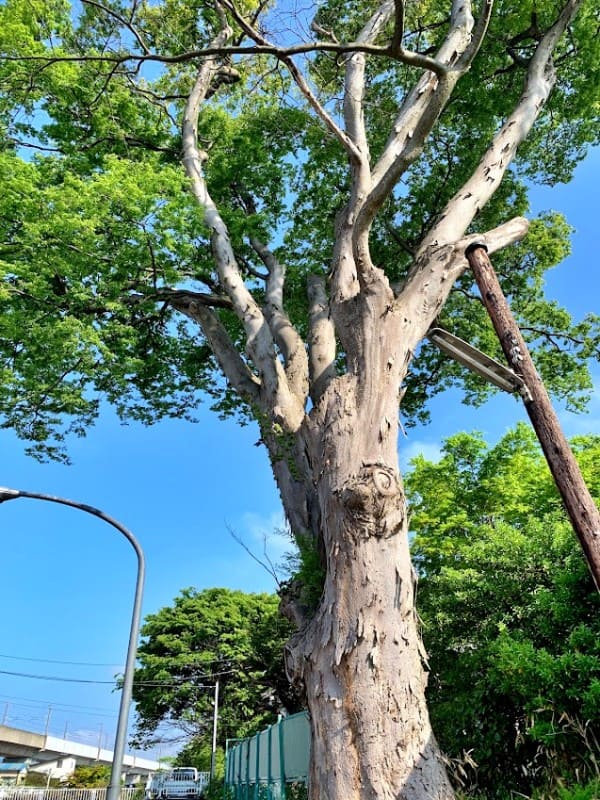 夕顔瀬堂の前のケヤキ