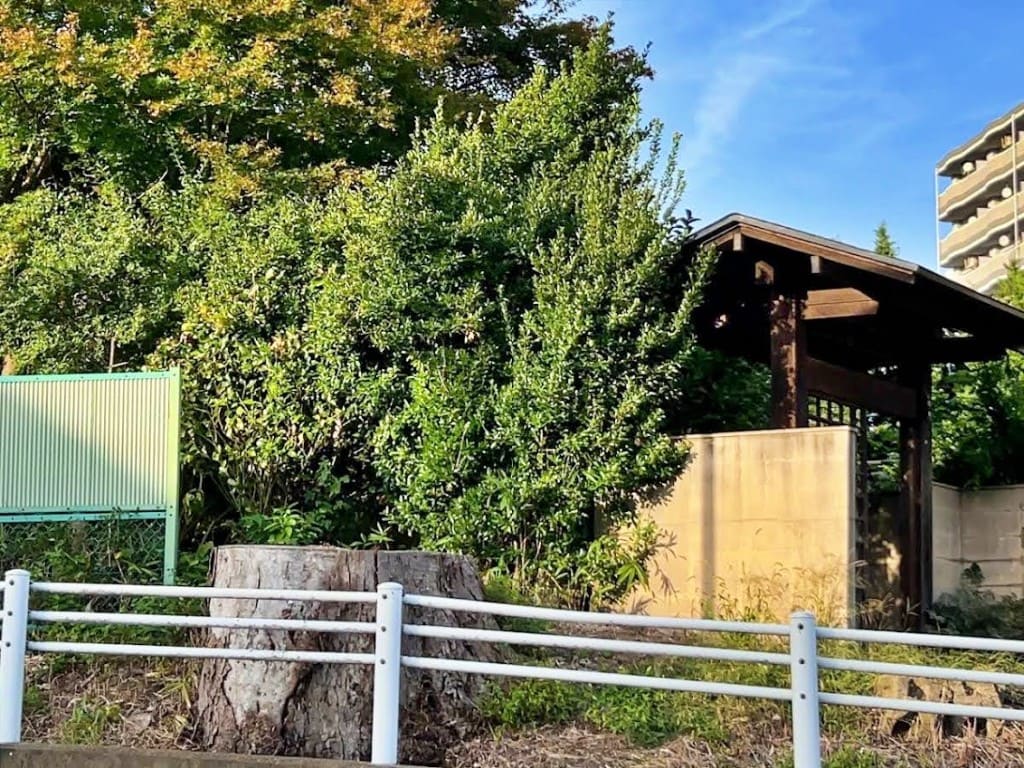 「夕顔瀬堂の前のケヤキ」伐採後の様子