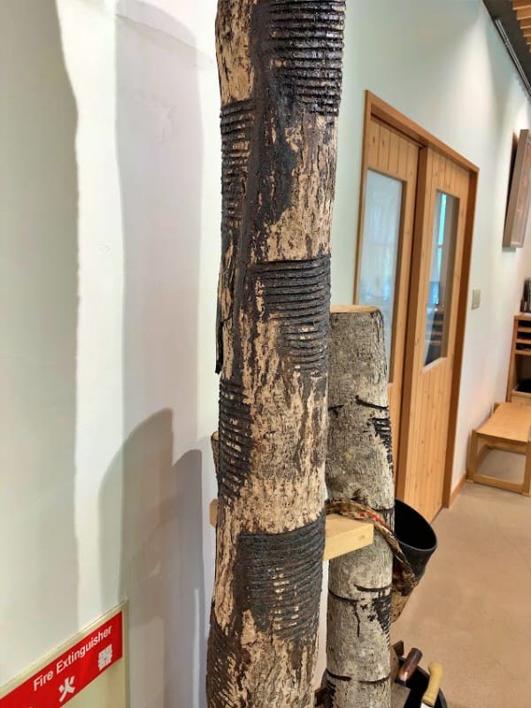 ウルシノキ 展示説明用サンプル