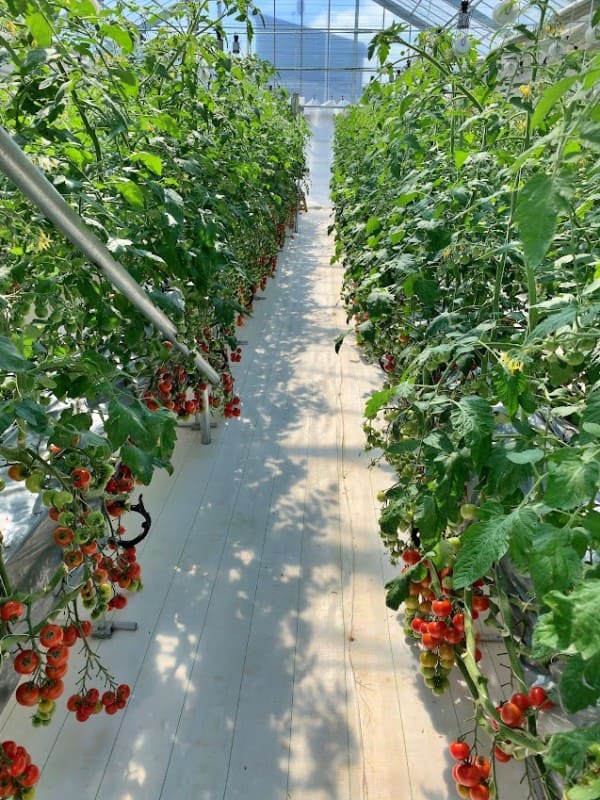 バイナリー発電後の温泉熱を活用した温室ハウス