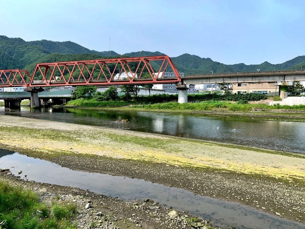 ニホンジカ＠釜石・甲子川