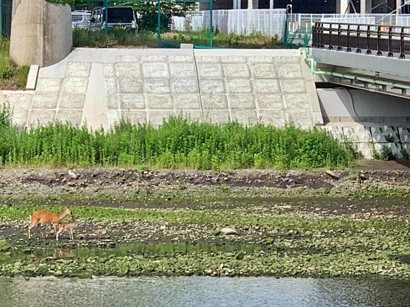 ニホンジカ＠釜石・甲子川２　ズームアップ