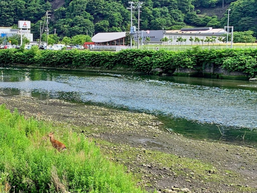 ニホンジカ＠釜石・甲子川３