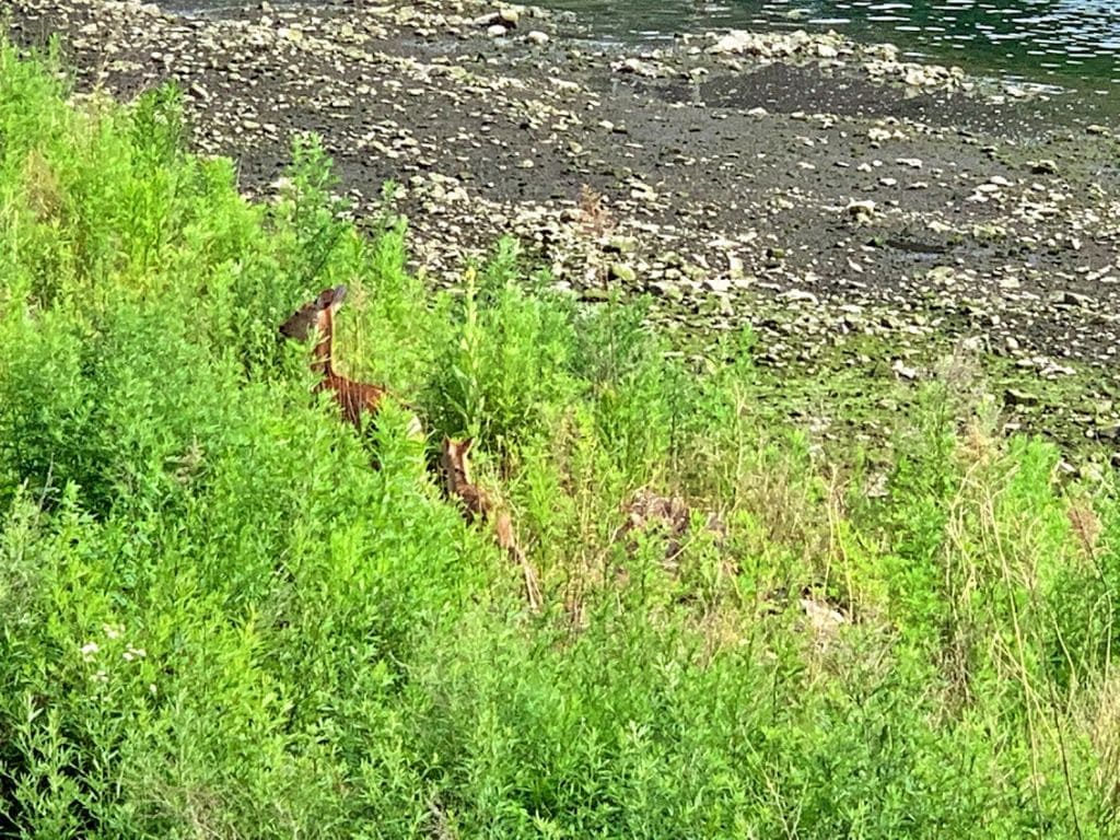 ニホンジカ＠釜石・甲子川４