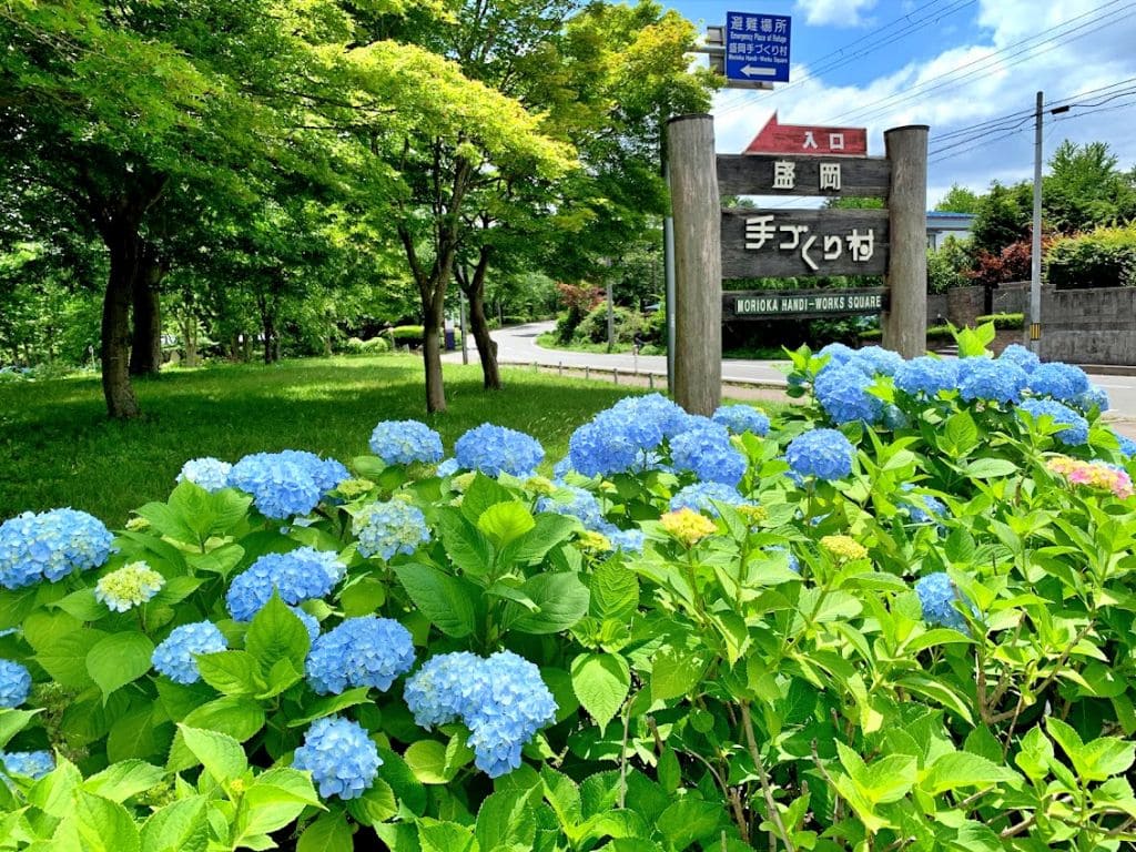盛岡手づくり村入口付近に咲く紫陽花(2019年7月7日撮影)