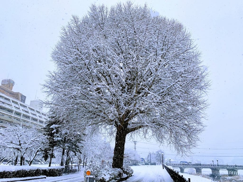 上の橋際のイチョウ