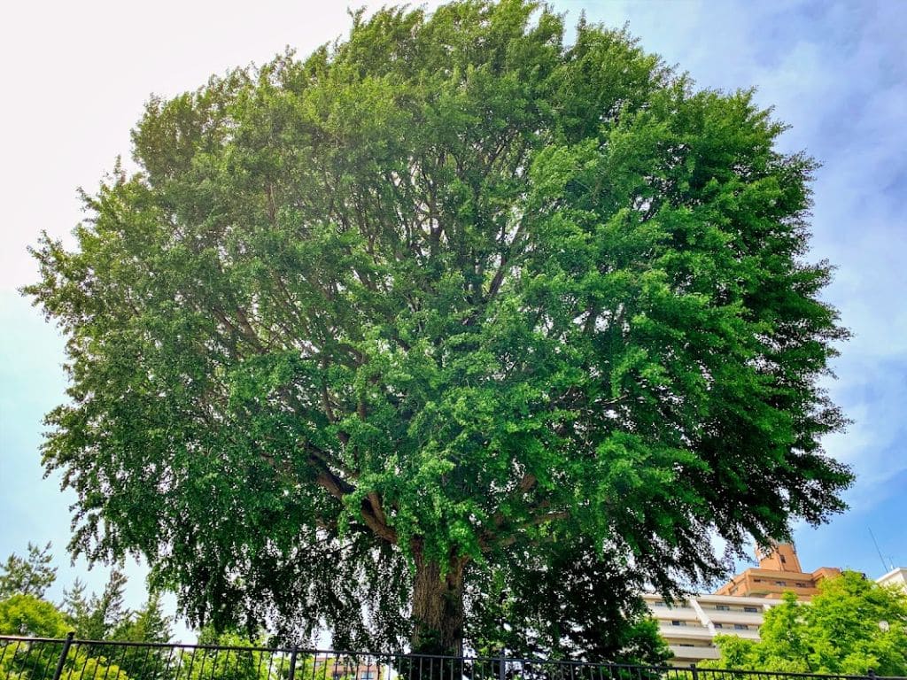 上の橋際のイチョウ