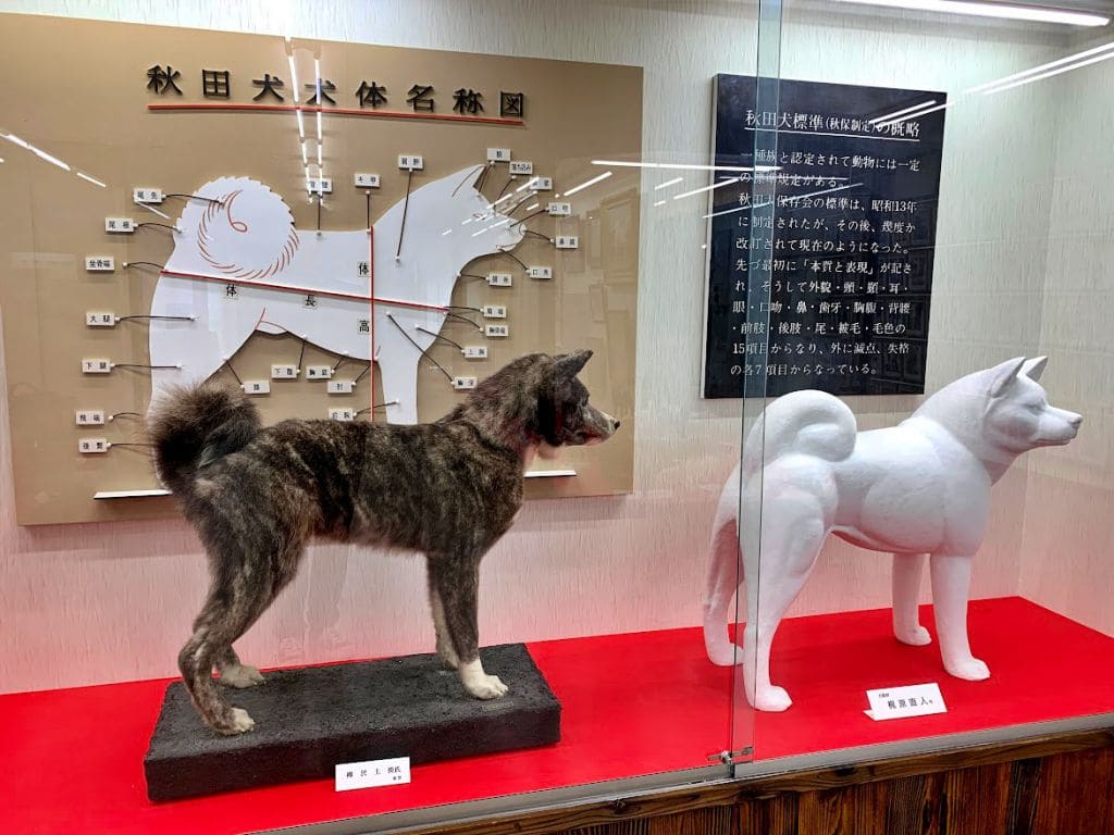 秋田犬の標本展示