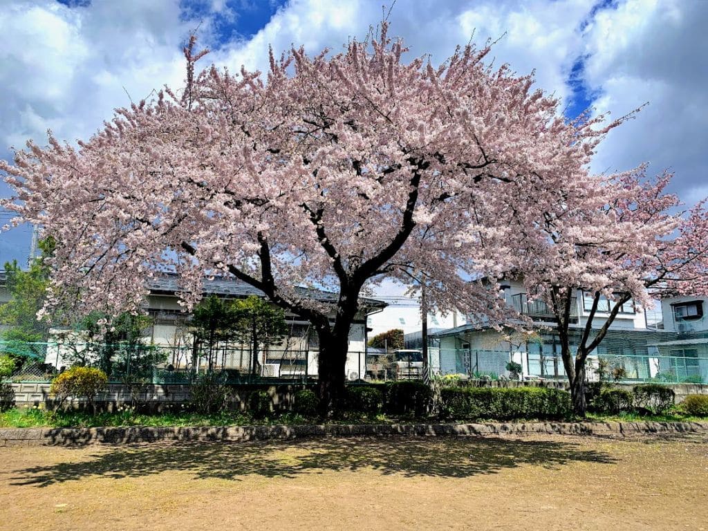 天昌寺町児童公園の桜1