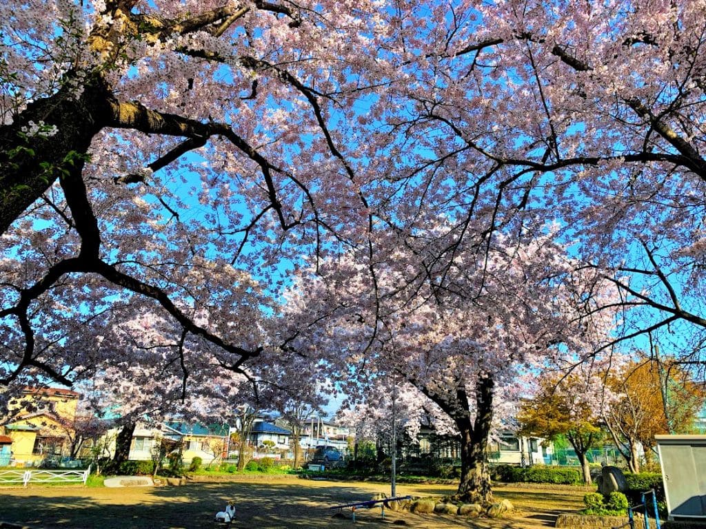 天昌寺町児童公園の桜2