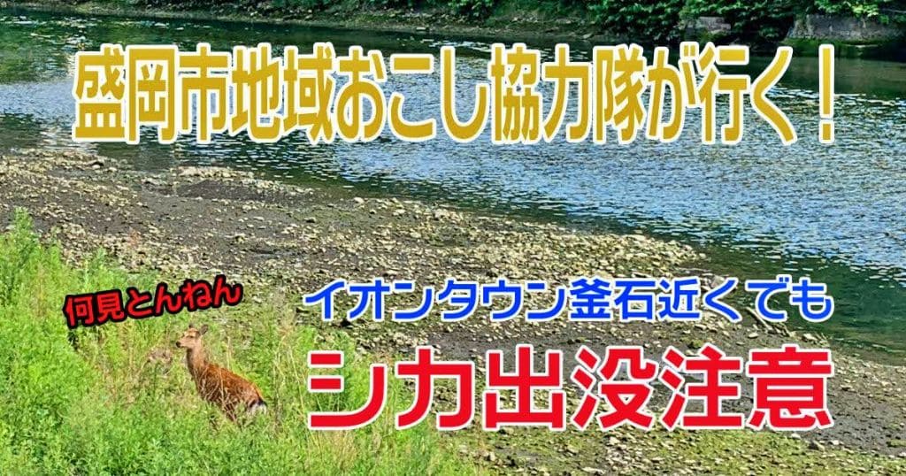 【釜石あるある？】サンデー釜石港町店近くにシカ登場