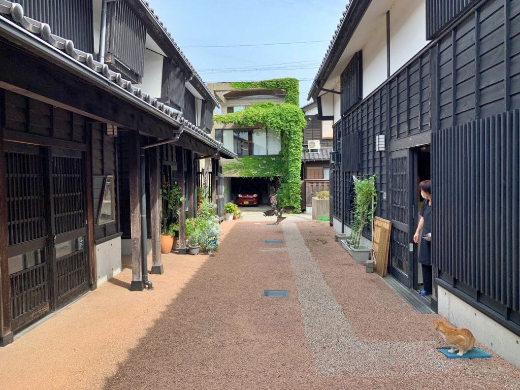 鳶が魚を掻っ攫っていった!?