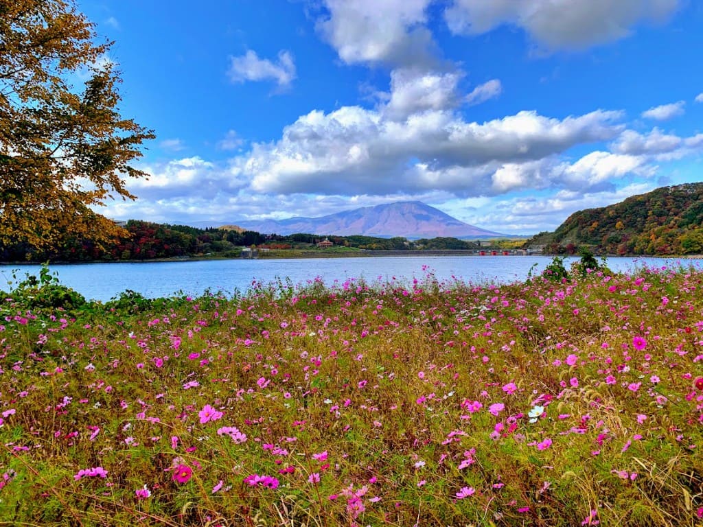 コスモスロード