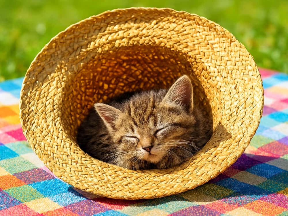 A tiny kitten fast asleep inside an upside-down straw sun hat on a picnic blanket, with woven shadows falling softly across its fur in the bright afternoon sun. 麦わら帽子をひっくり返して置いた中で眠る子猫。編み目から差し込む光が毛並みに影を落とし、ピクニックブランケットの上で穏やかな昼下がりを過ごしている