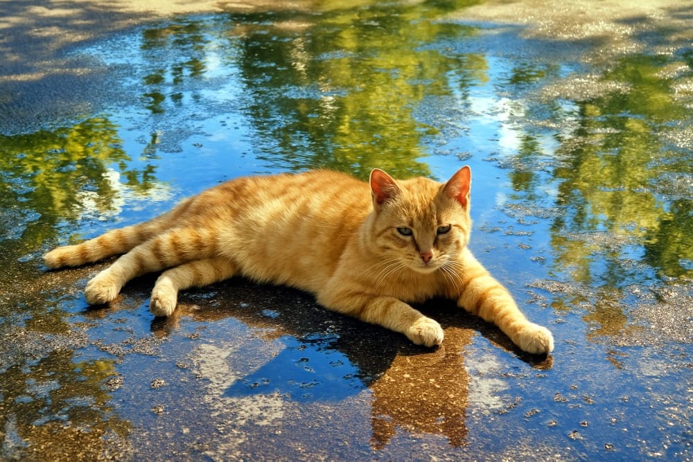 水をまいたばかりで濡れて冷たい舗道に、うつ伏せでぺたりと寝ている野良猫