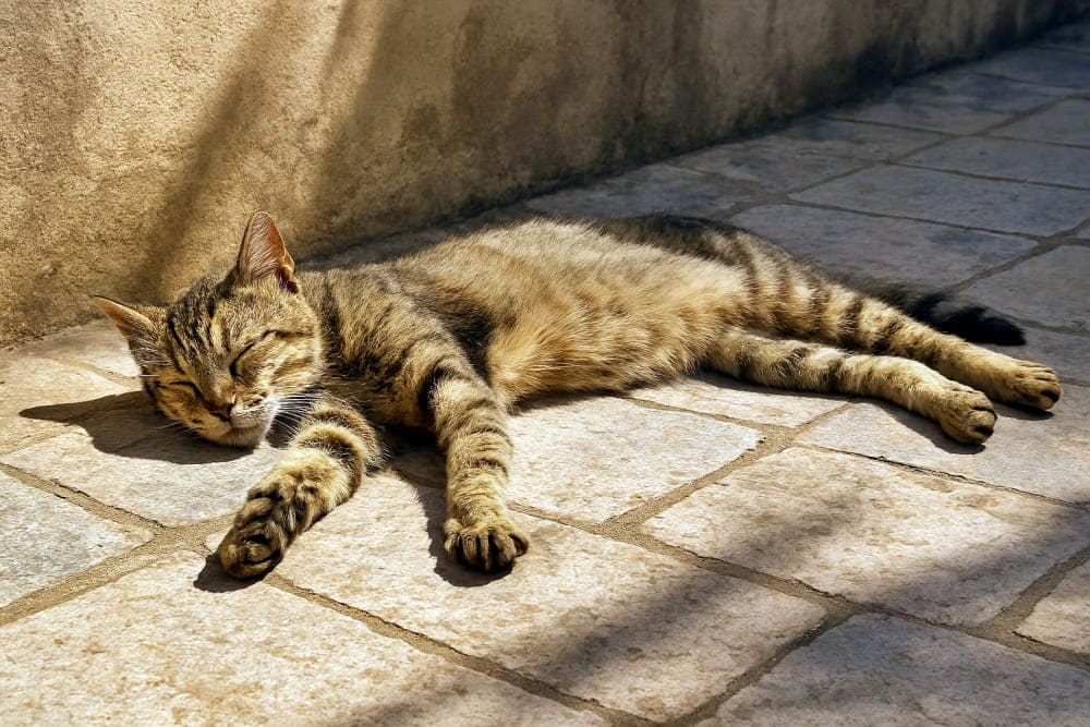 石やタイルの冷たい床の上で、手足を伸ばして寝そべる野良猫。日陰で目を閉じている
