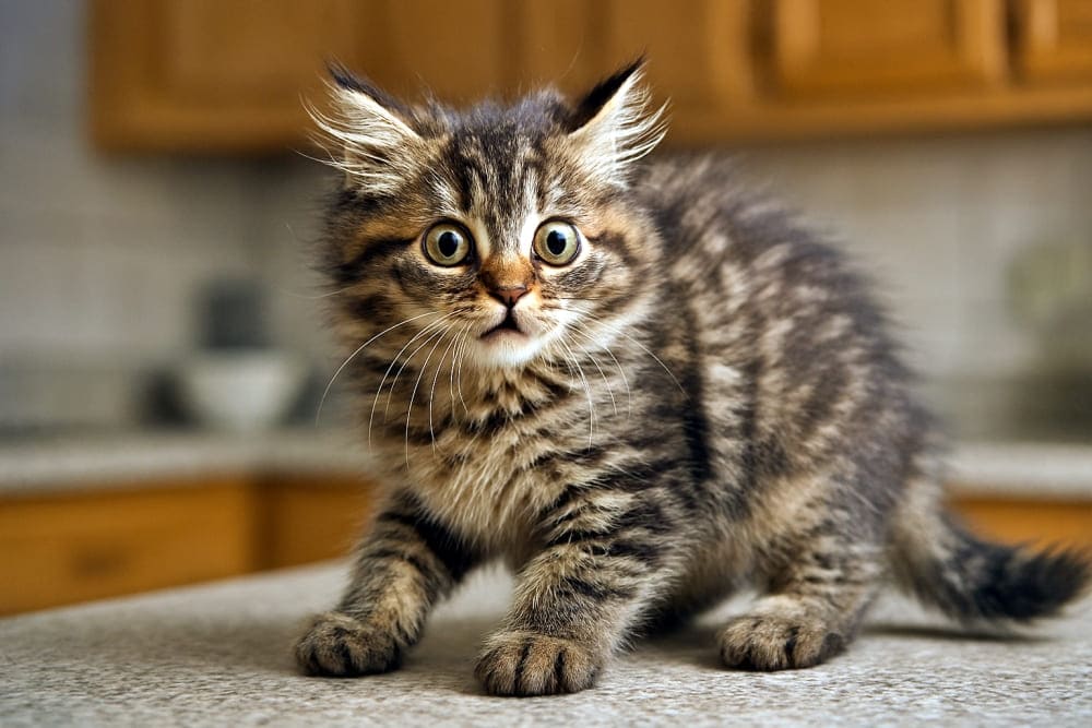 シャッター音にびっくりハムスター…ならぬ子猫(Copilot)
