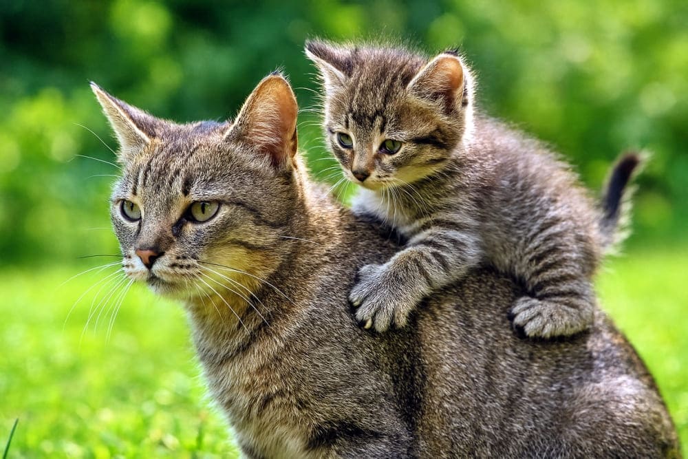 母猫の背中にのぼるやんちゃな子猫(Copilot)