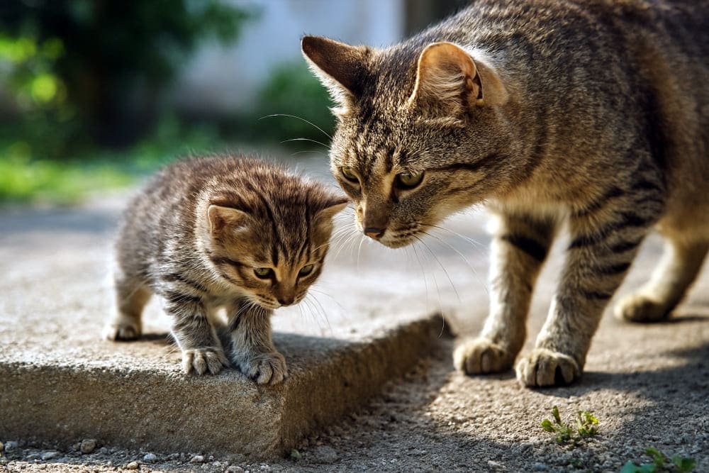 段差をおりるのを見守る母猫と挑戦する子猫(Copilot)