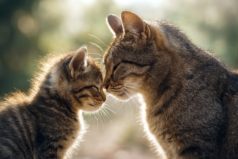 おでこ同士をくっつける母猫と子猫(Copilot)