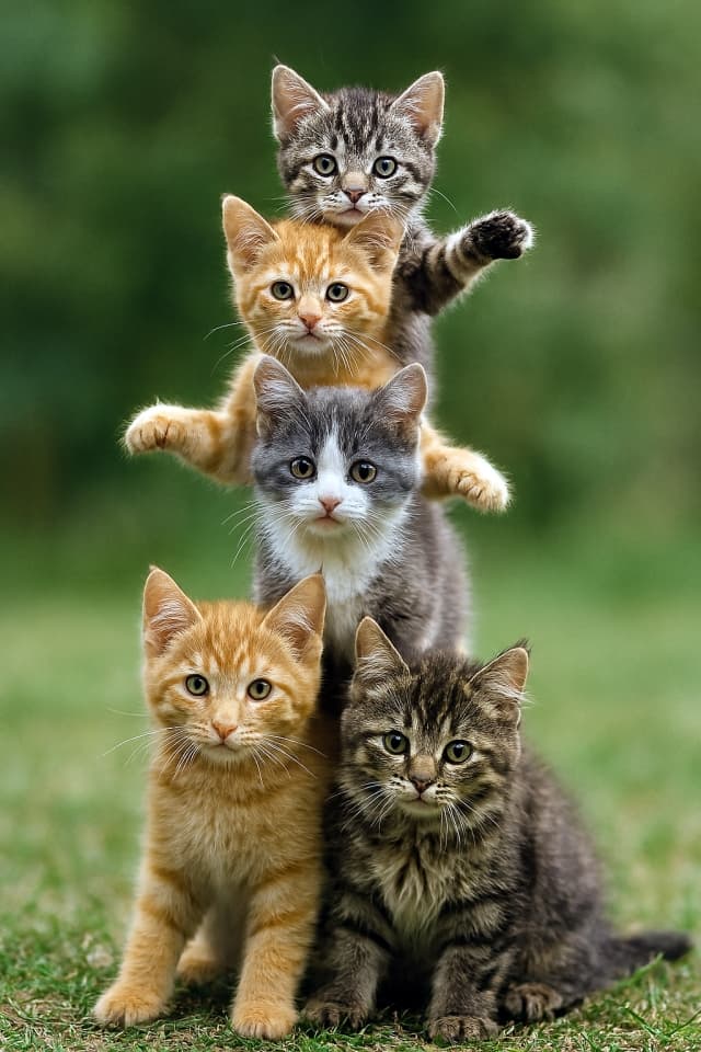 にゃんこピラミッド「がんばれ！ねこチア部、ふんばり中！」（Copilot）