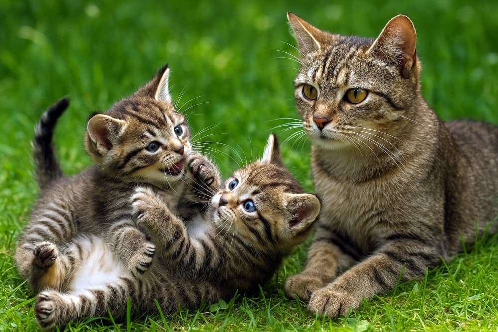 じゃれあう子猫と母猫