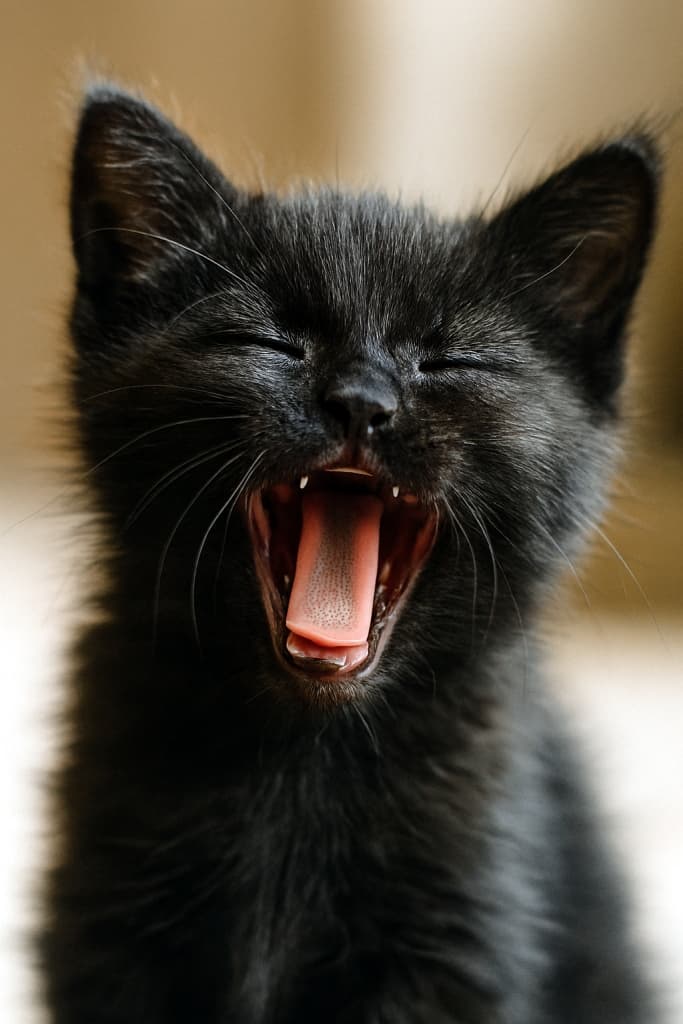 大あくび黒子猫のド迫力フェイス