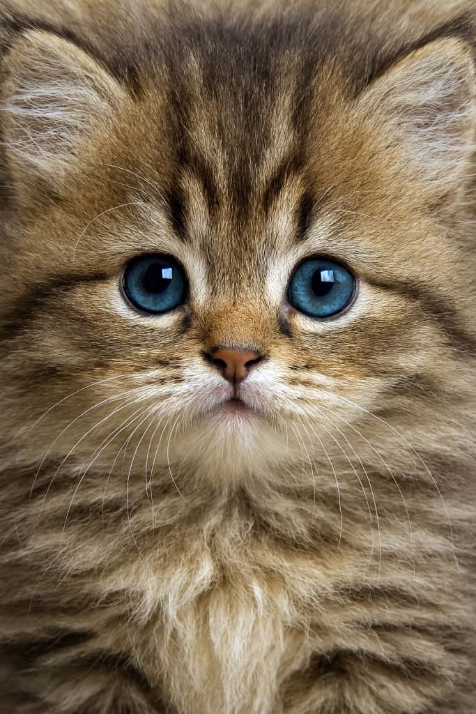 毛並みで画面を埋め尽くすフワモコ　High-resolution close-up of a fluffy kitten’s face, photorealistic detail with soft fur filling the frame, blue eyes, pink nose, and delicate whiskers.