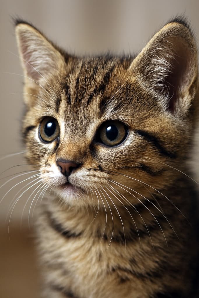 「やわらかな光の中で、ひげ一本一本が小さな物語を語る。」“In the soft glow, every whisker tells a story of wonder.”　Ultra-detailed close-up photo of a kitten’s face from a 45-degree angle, showing amber eyes, soft tabby fur, and delicate whiskers in sharp focus.