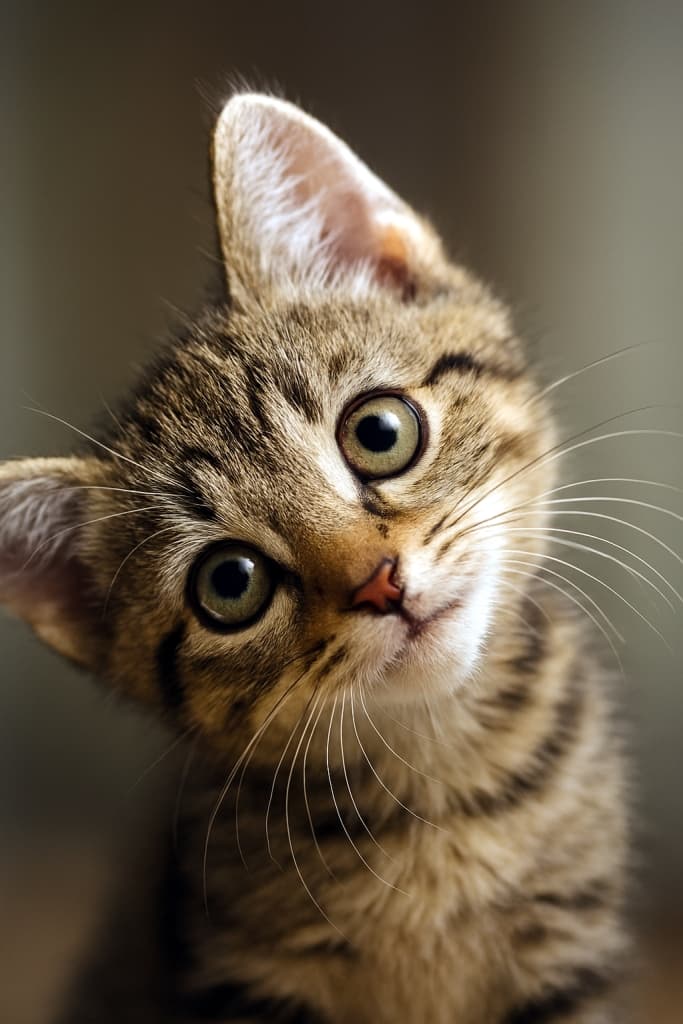 横にコテンと傾けたお茶目顔　High-resolution close-up of a playful kitten’s face, head tilted sideways, photorealistic detail with sharp eyes, soft fur, and natural lighting.