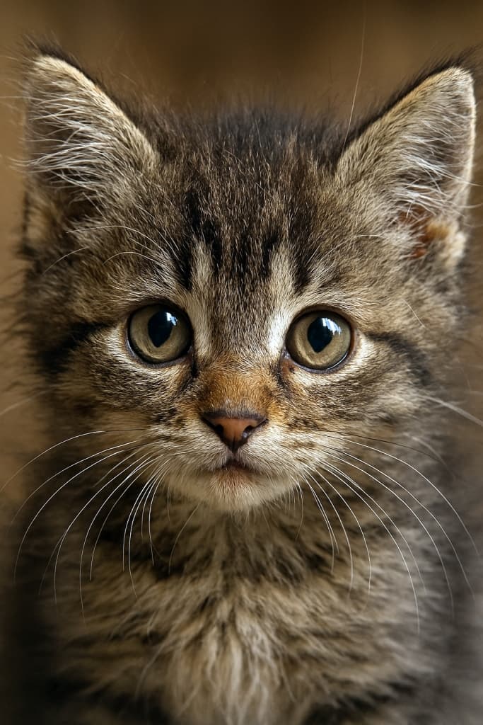 寝起き風？毛並みちょい乱れ　Ultra-detailed close-up photo of a kitten’s face with slightly messy fur, realistic texture, sharp focus on amber eyes, soft natural lighting. 超精細な子猫の顔のクローズアップ写真、少し乱れた毛並み、リアルな質感、琥珀色の瞳に焦点、柔らかな自然光