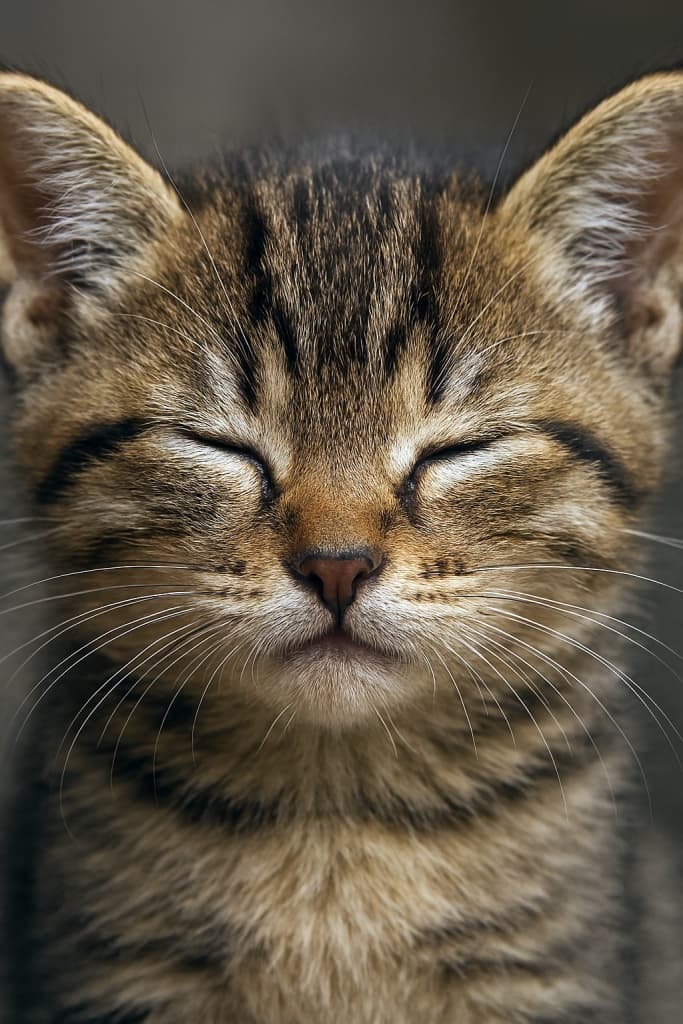 まばたき途中のレア瞬間“In the hush between heartbeats, a kitten’s blink becomes a secret doorway to softness.”　High-resolution close-up of a tabby kitten’s face mid-blink, photorealistic detail of fur, whiskers, and nose, warm natural tones, shallow depth of field. 子猫の顔をまばたきの瞬間にとらえた高解像度クローズアップ、毛並みやひげの細部まで写実的に描写