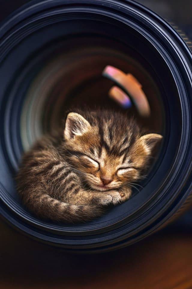 大きなカメラレンズの中で丸くなって眠る子猫