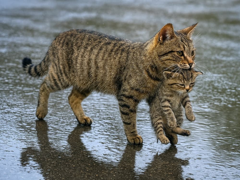 雨上がりの地面を歩く母猫と子猫