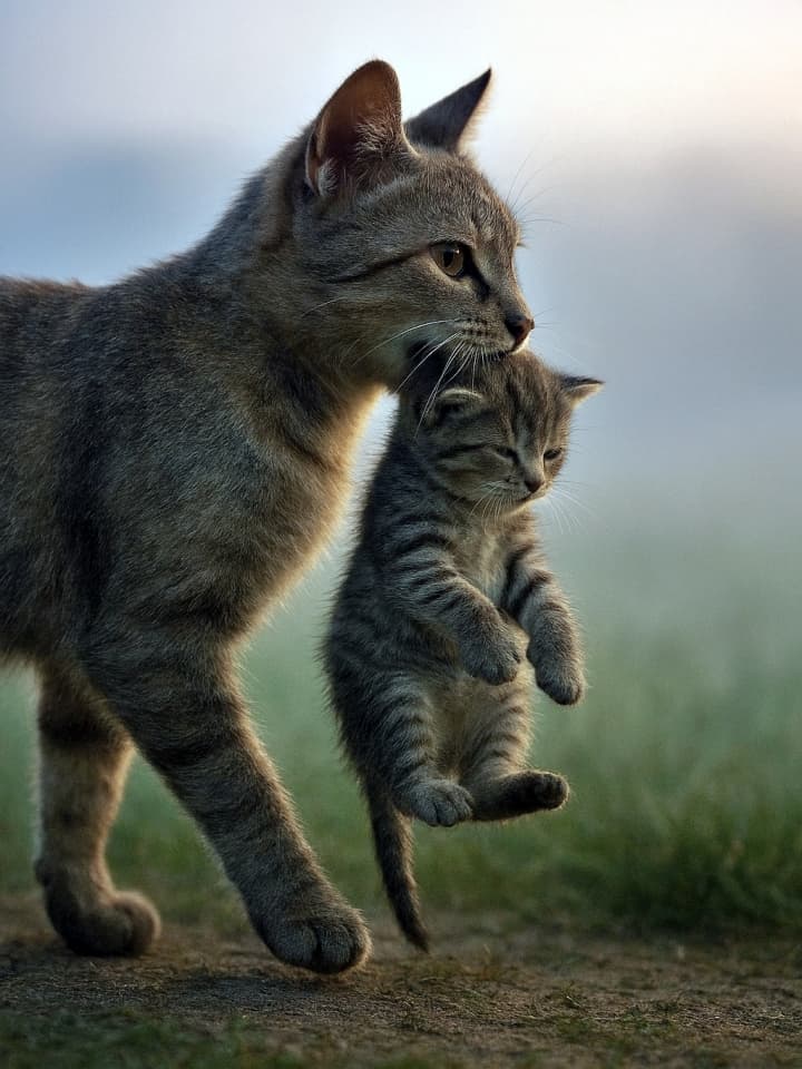 夜明け前の薄明かりの中を歩く母猫と子猫