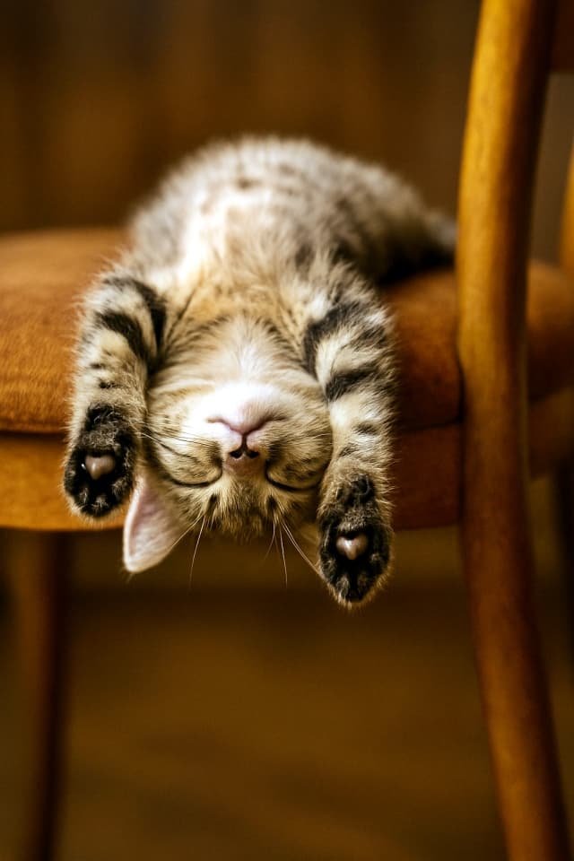 椅子の座面で逆さまに寝る子猫
