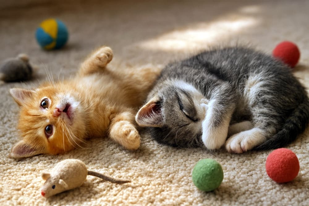 室内の柔らかな自然光が差し込む中、2匹のフォトリアルな子猫が柔らかなベージュのカーペットの上で休んでいる