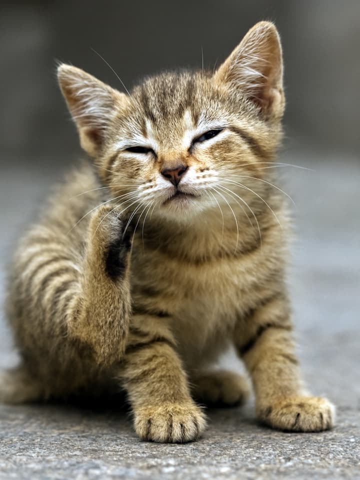 耳をかきながら止まる子猫