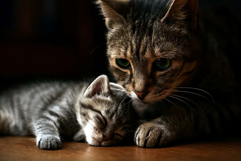 母猫が前足と鼻先で必死に子猫を起こそうとしている。子猫は安らかに眠ったまま反応せず、母猫の瞳には深い悲しみと愛情が宿る。木の床の上で寄り添う姿がシネマティックに切なく描かれている