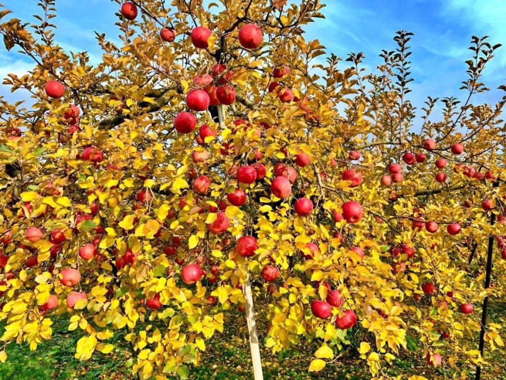 辻野あかりも大好き　山形県朝日町のりんご
